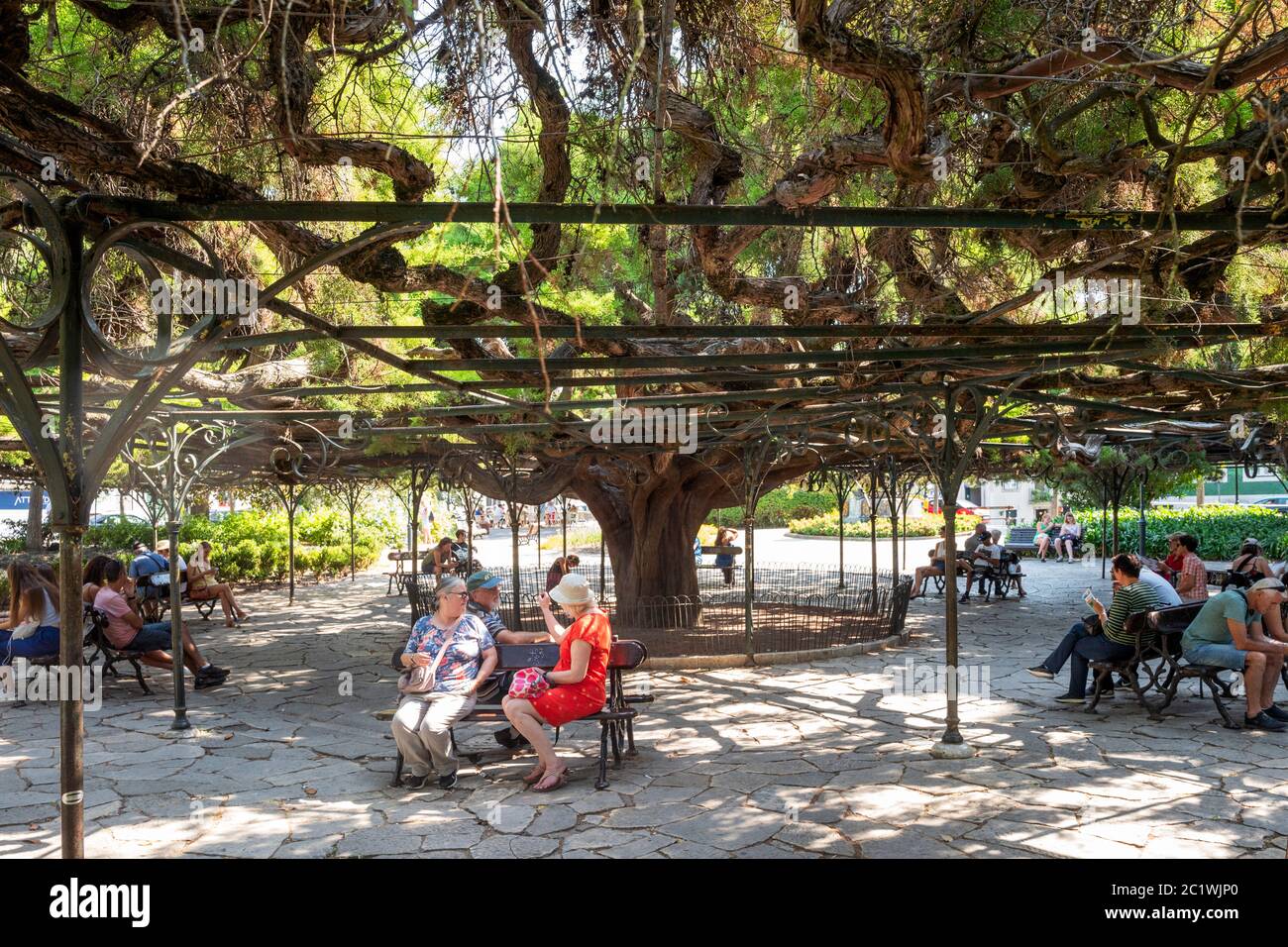 Expansive shade tree in Jardim do Príncipe Real (Jardim França Borges) near Bairro Alto district of Lisbon, Portugal. Stock Photo