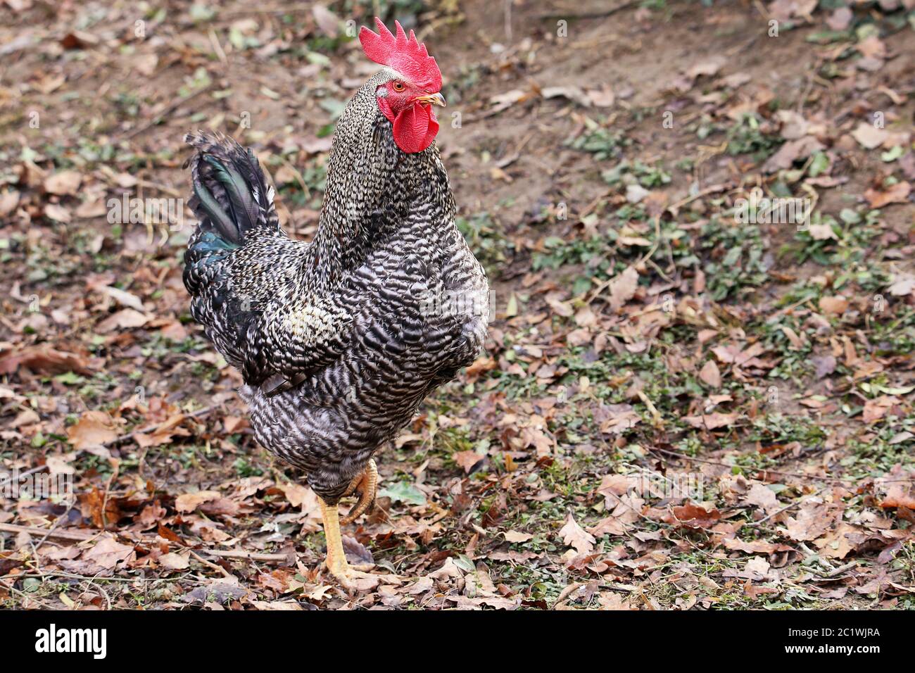 Gockel struts across the Chicken Farm Stock Photo