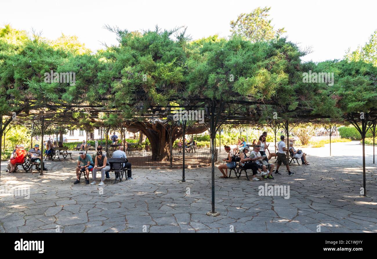 Expansive shade tree in Jardim do Príncipe Real (Jardim França Borges) near Bairro Alto district of Lisbon, Portugal. Stock Photo