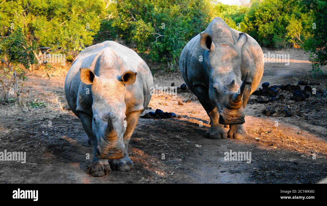 Portrait of white rhinos in the Mkhaya Game Reserve,Siphofaneni, Eswatini former Swaziland Stock Photo