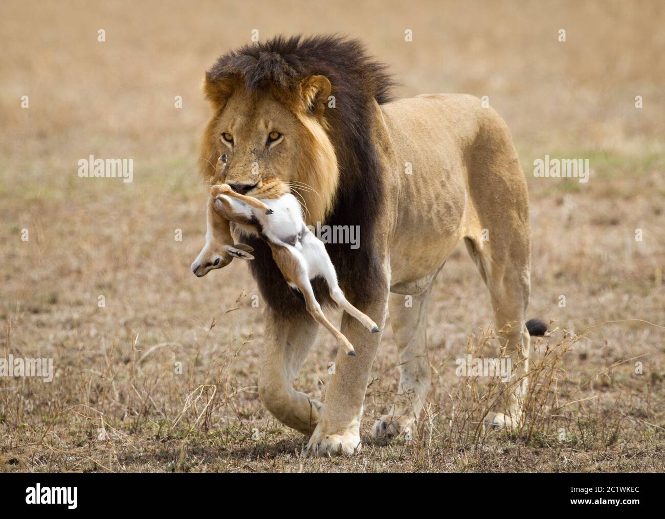 One adult male lion with big dark mane carrying his kill in Serengeti National Park Tanzania Stock Photo