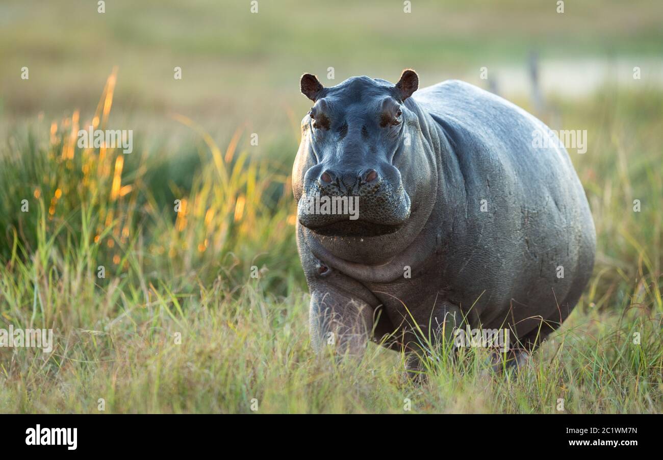 One adult hippo out of water in the afternoon standing amongst green grass in Khwai Okavango Delta Botswana Stock Photo