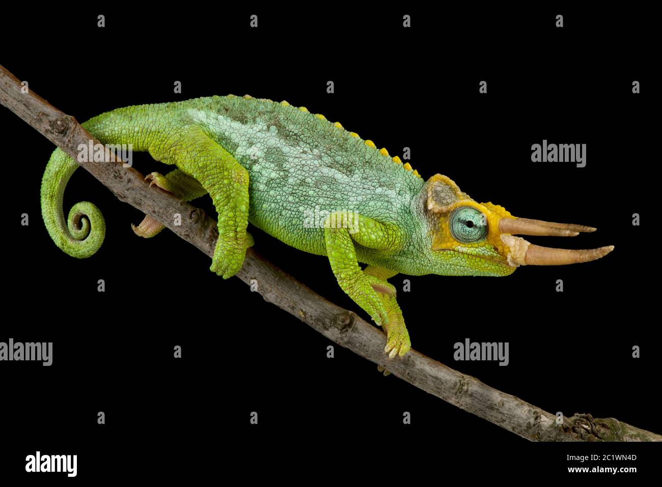 Dwarf Jackson S Chameleon Trioceros Jacksonii Merumontanus Stock Photo Alamy