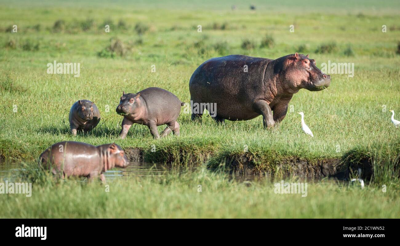 A pod of hippos with three baby hippo and one mother hippo grazing out of water in the sunshine in Serengeti Tanzania Stock Photo