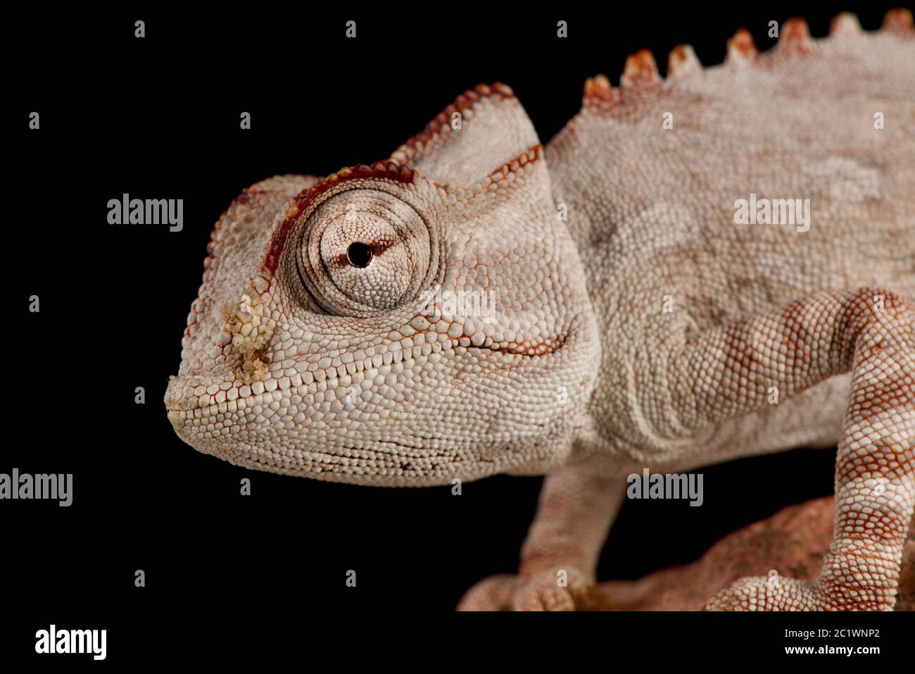 Namaqua chameleon (Chameleon namaquensis) Stock Photo