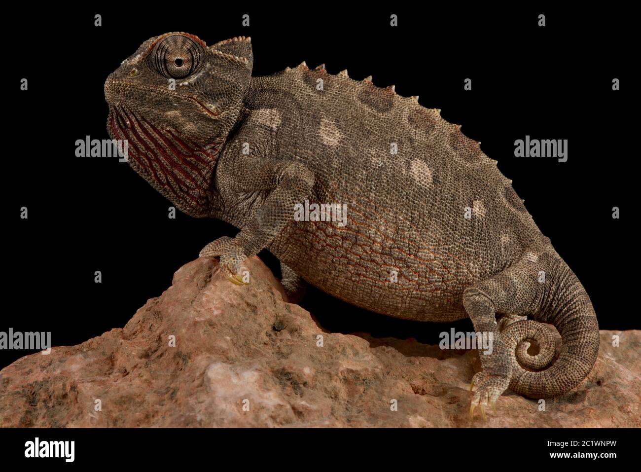 Namaqua chameleon (Chamaeleo namaquensis) Stock Photo