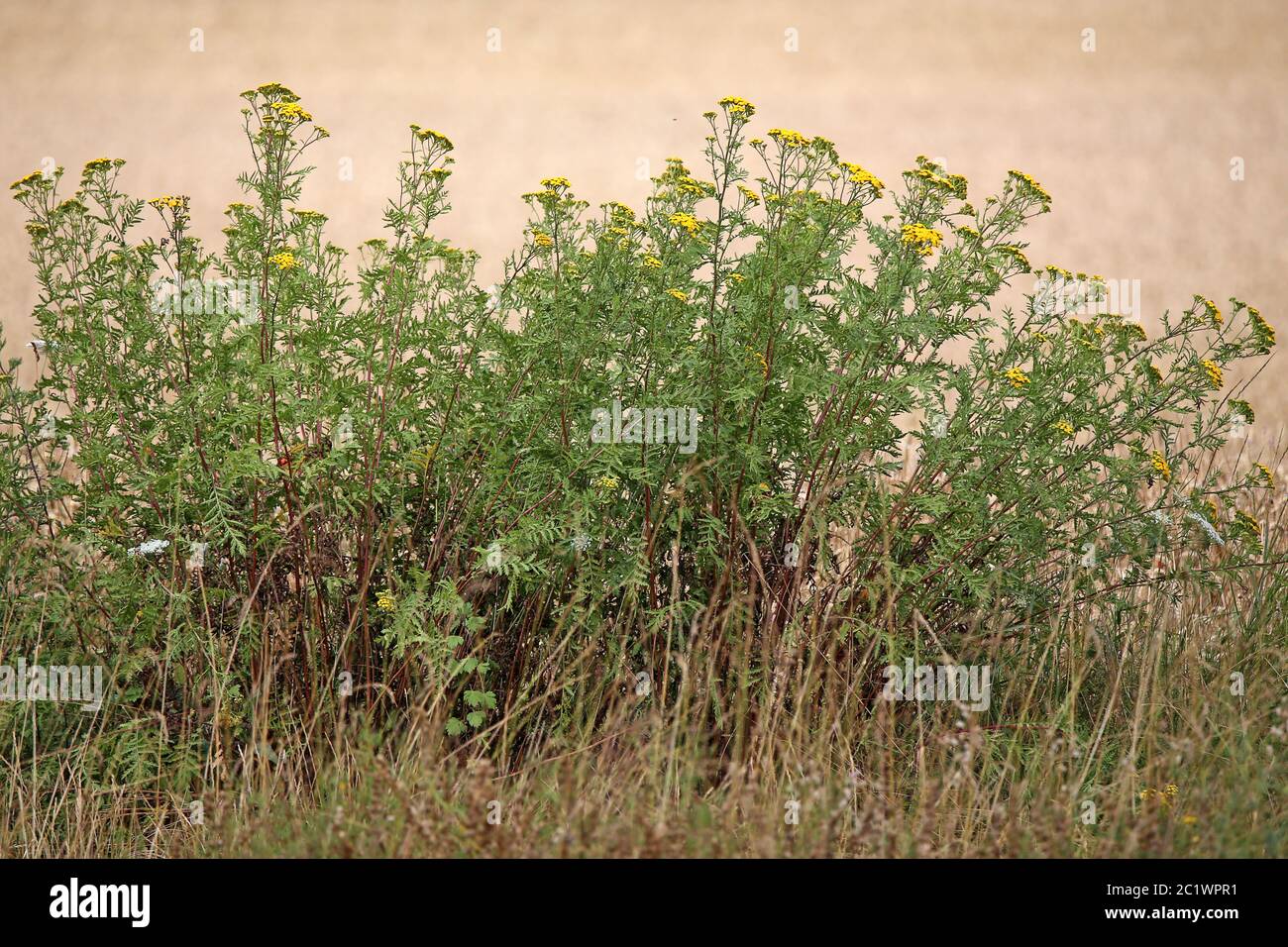 Rainfarn Tanacetum vulgare on the edge of a cornfield Stock Photo