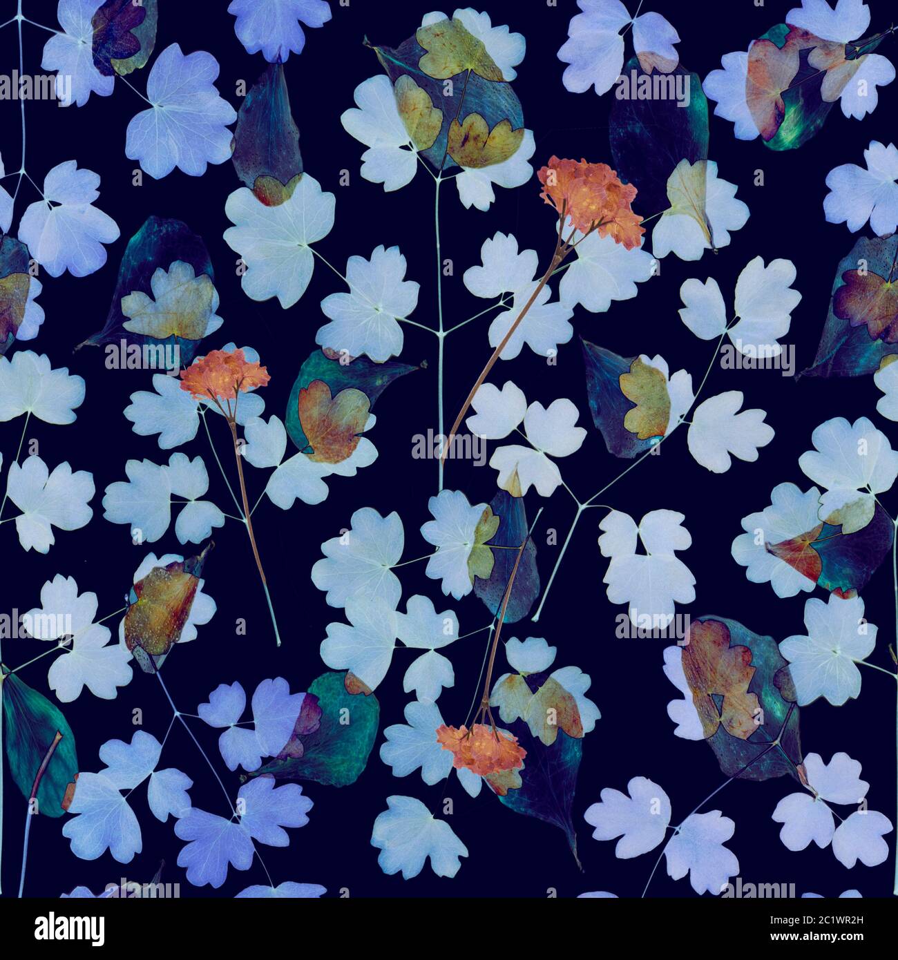 Seamless floral pattern with wild flowers on navy blue background Stock Photo