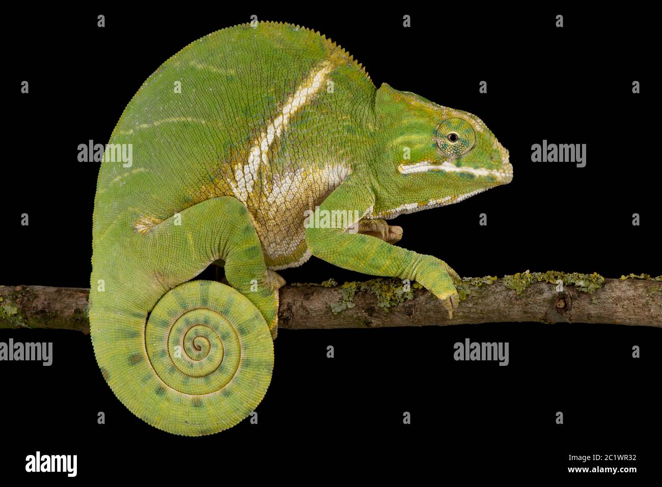 Two-banded chameleon (Furcifer balteatus) Stock Photo