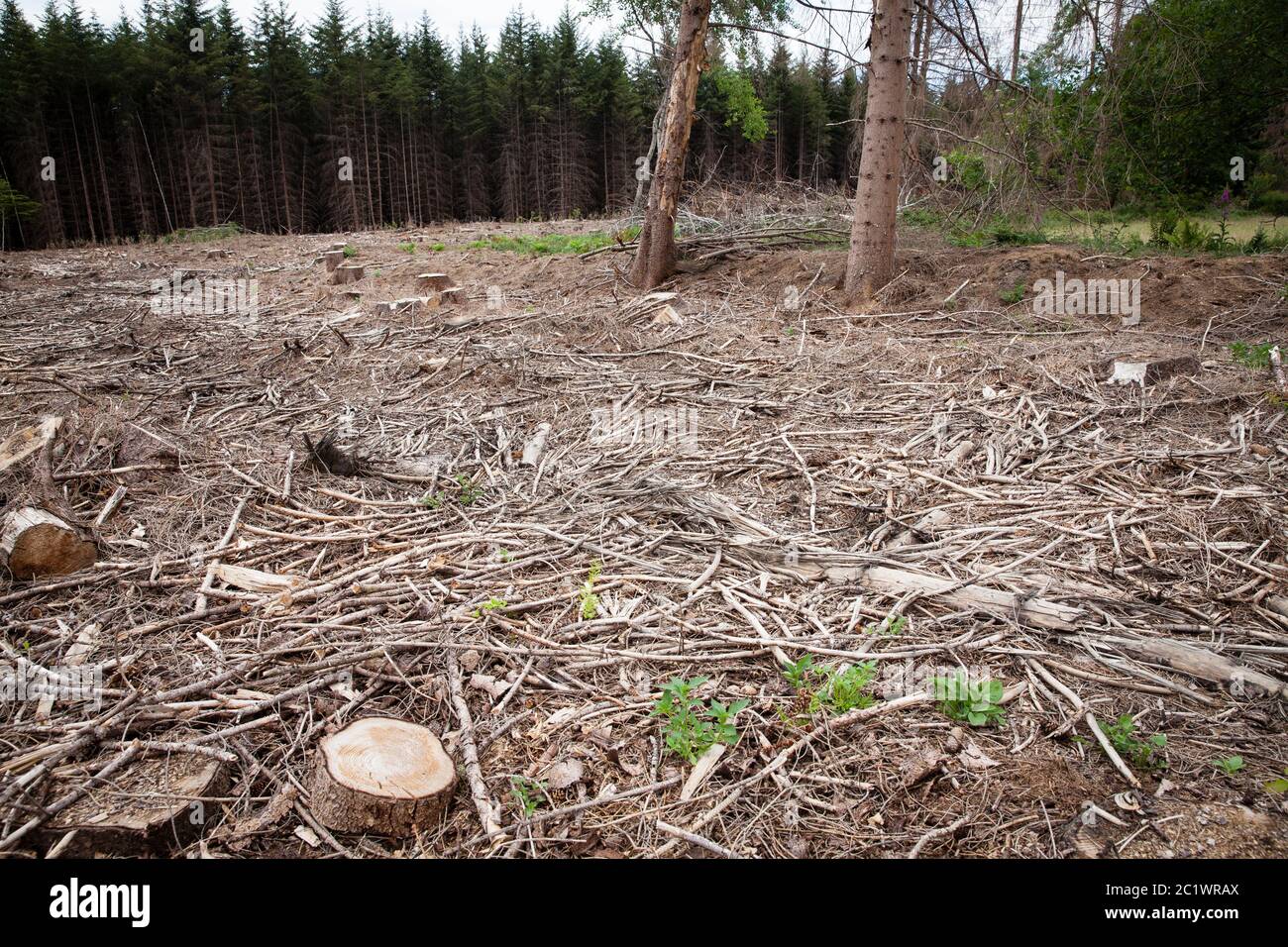 a spruce forest in the Koenigsforest near Cologne that has died due to drought and the bark beetle was cleared, North Rhine-Westphalia, Germany.  ein Stock Photo