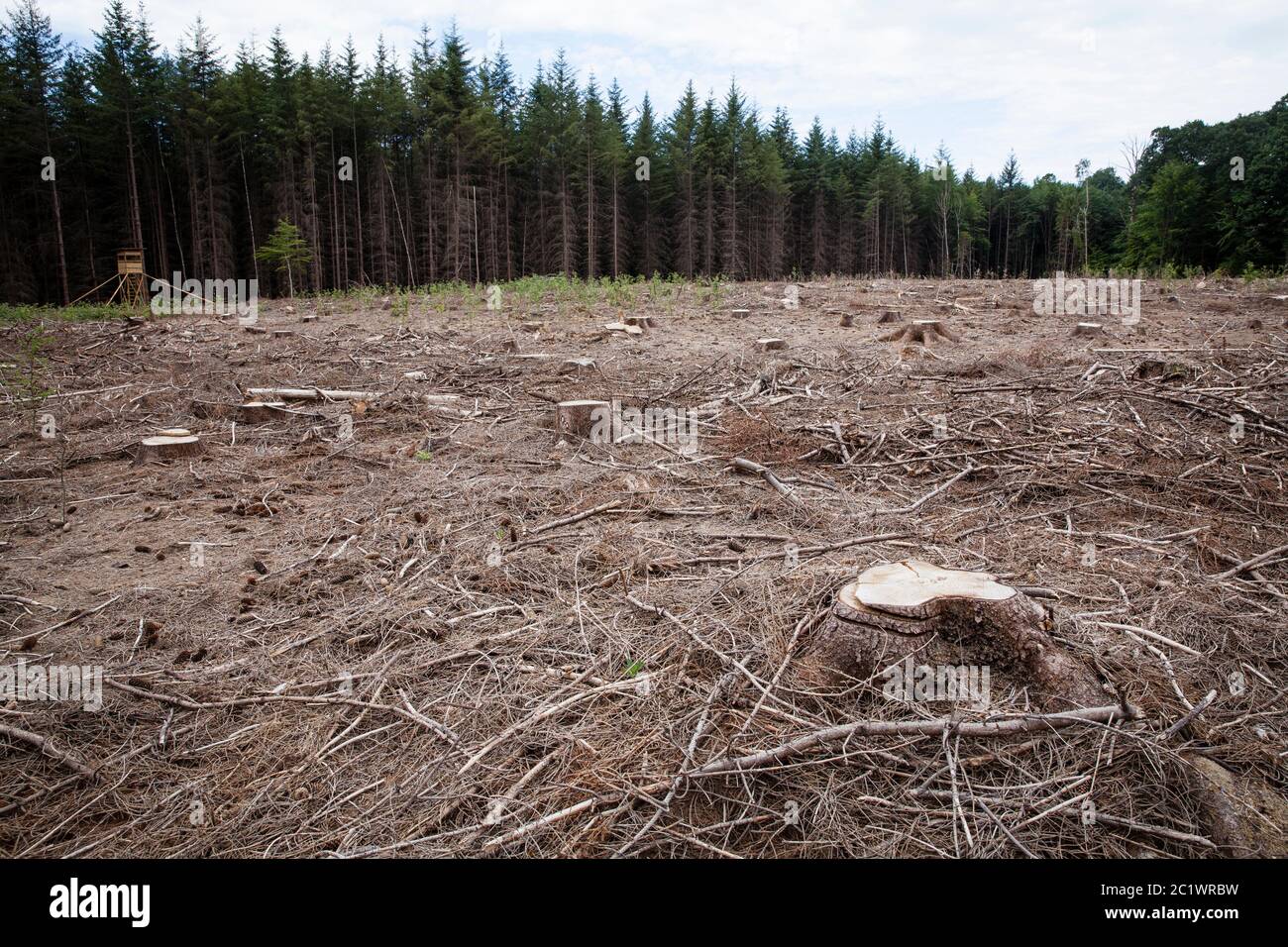 a spruce forest in the Koenigsforest near Cologne that has died due to drought and the bark beetle was cleared, North Rhine-Westphalia, Germany.  ein Stock Photo