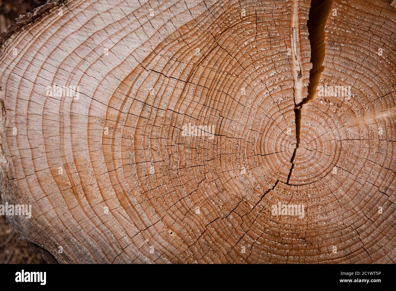 annual growth rings of a felled spruce in the Koenigsforest near Cologne, North Rhine-Westphalia, Germany.  Jahresringe einer gefaellten Fichte im Koe Stock Photo