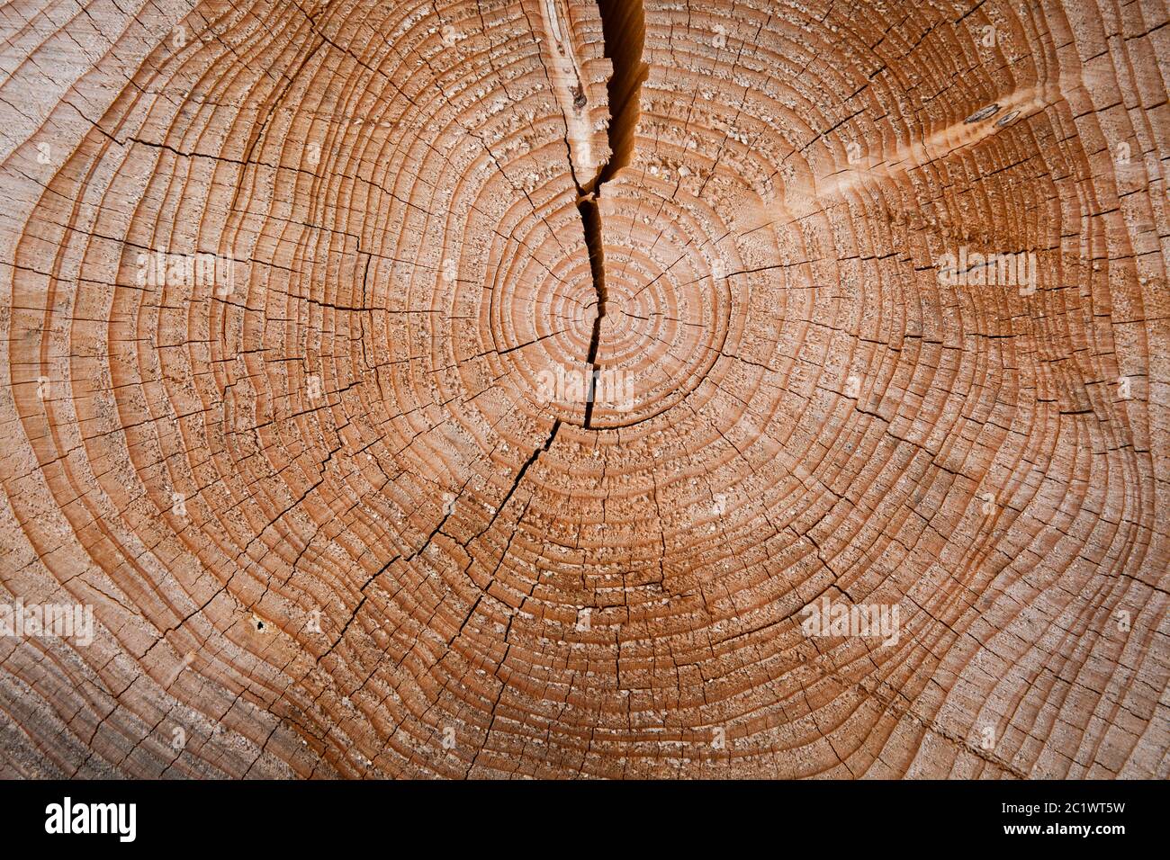 annual growth rings of a felled spruce in the Koenigsforest near Cologne, North Rhine-Westphalia, Germany.  Jahresringe einer gefaellten Fichte im Koe Stock Photo