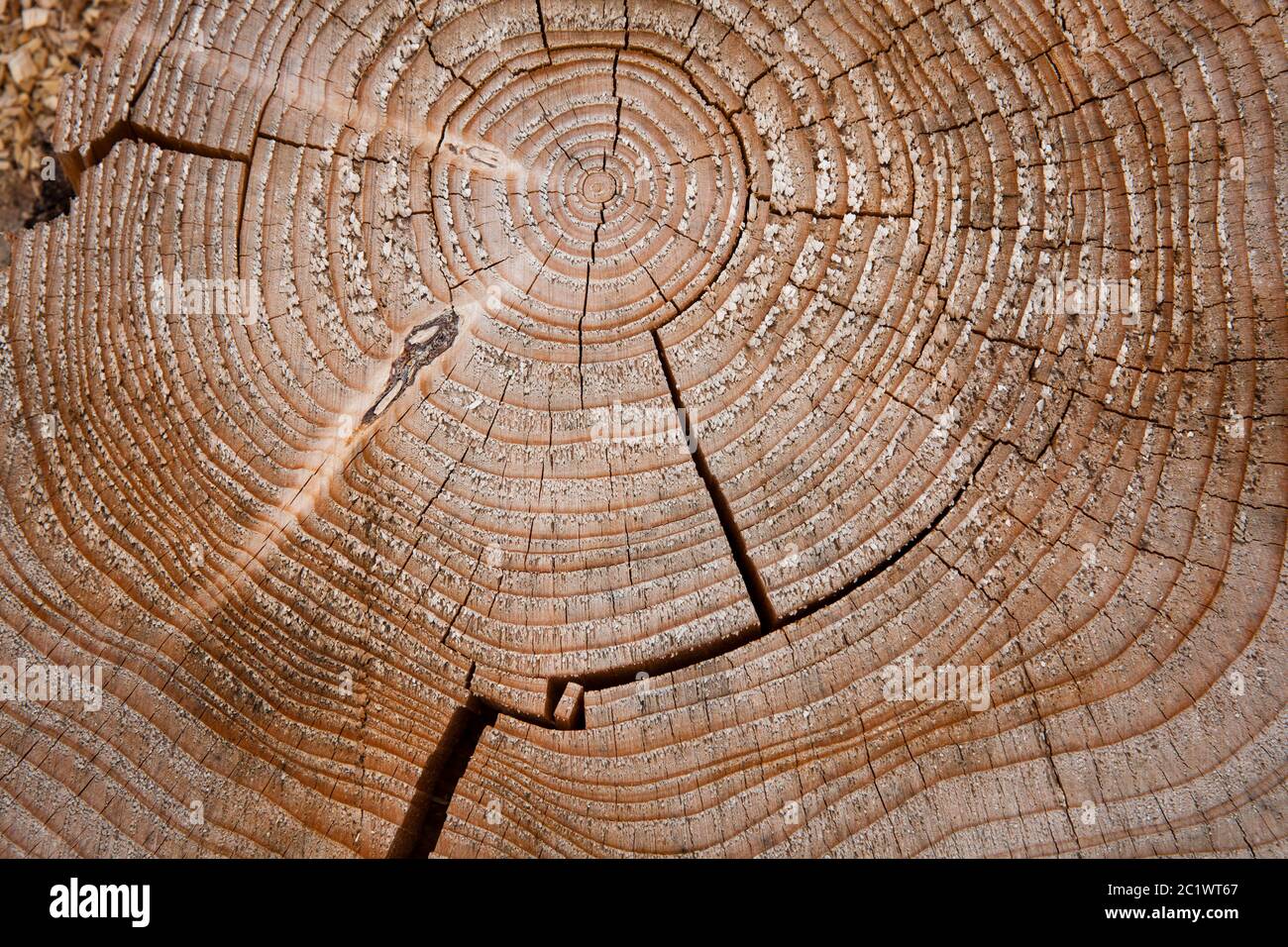 An example of the characteristic patterns of annual growth rings in... |  Download Scientific Diagram