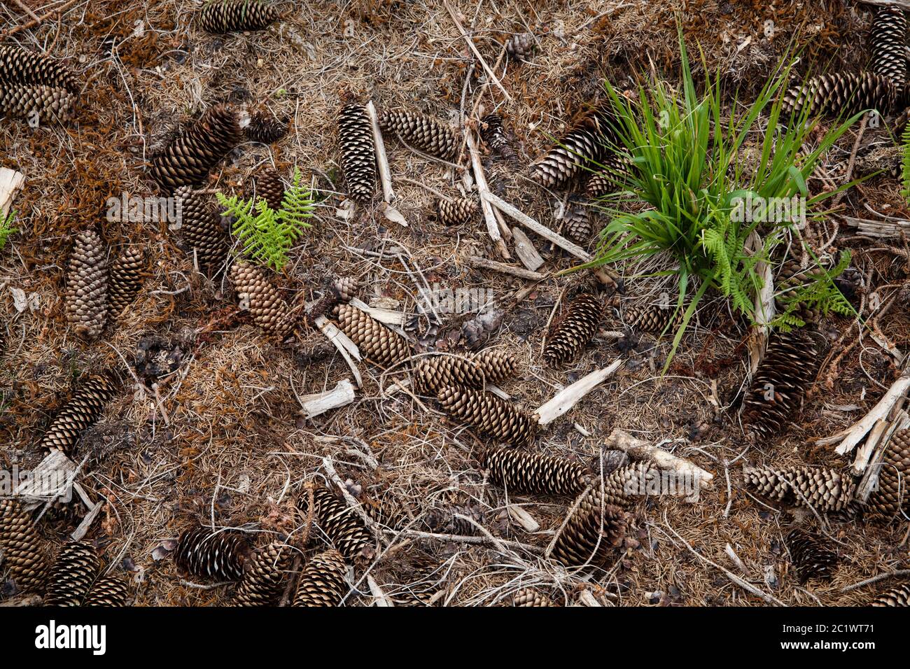 spruce cones lie on the ground of a clear cutted spruce forest in the Koenigsforest near Cologne, North Rhine-Westphalia, Germany.  Fichtenzapfen lieg Stock Photo