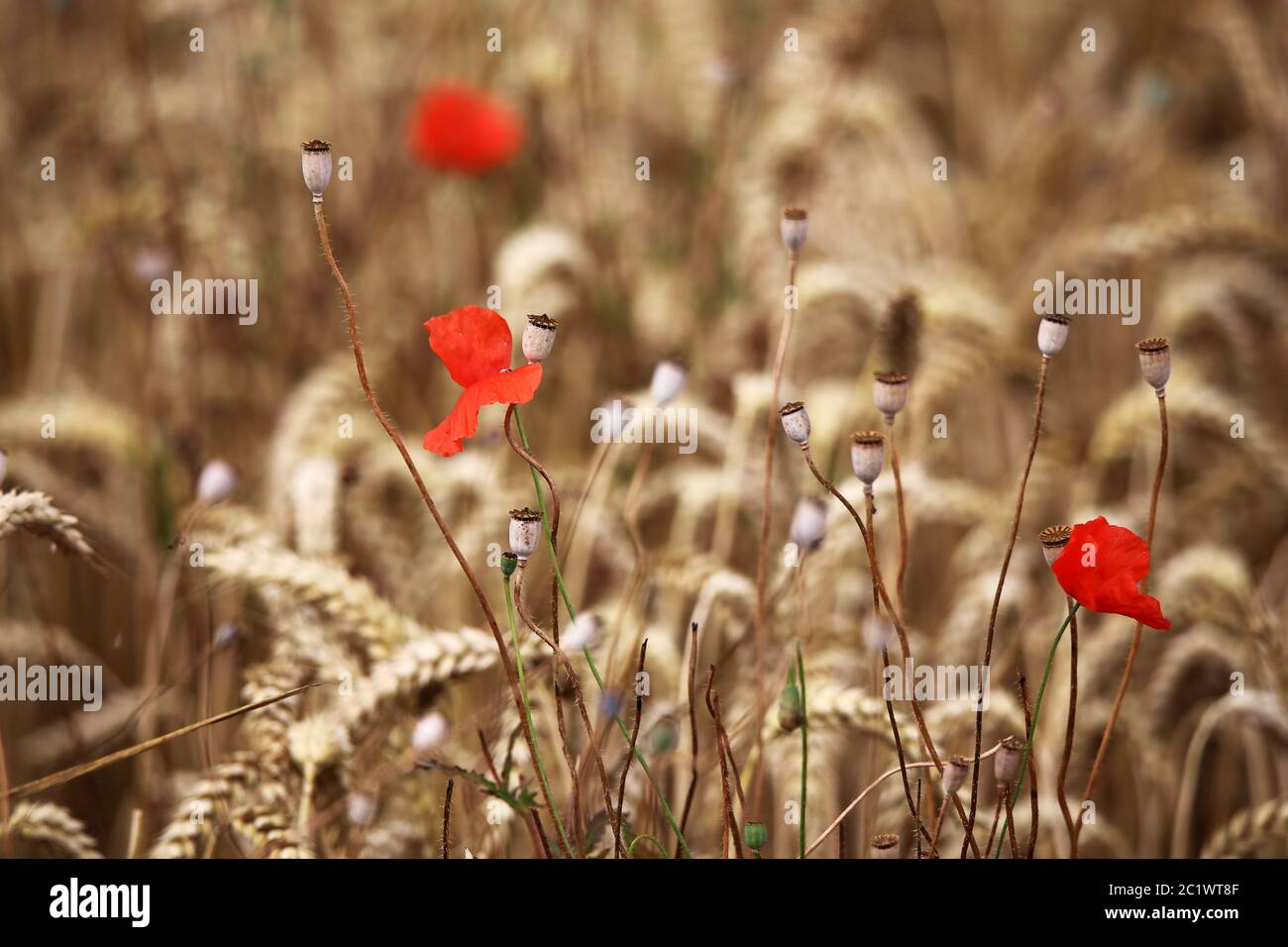 Three red poppy blossoms Papaver rhoeas in the cereal field Stock Photo
