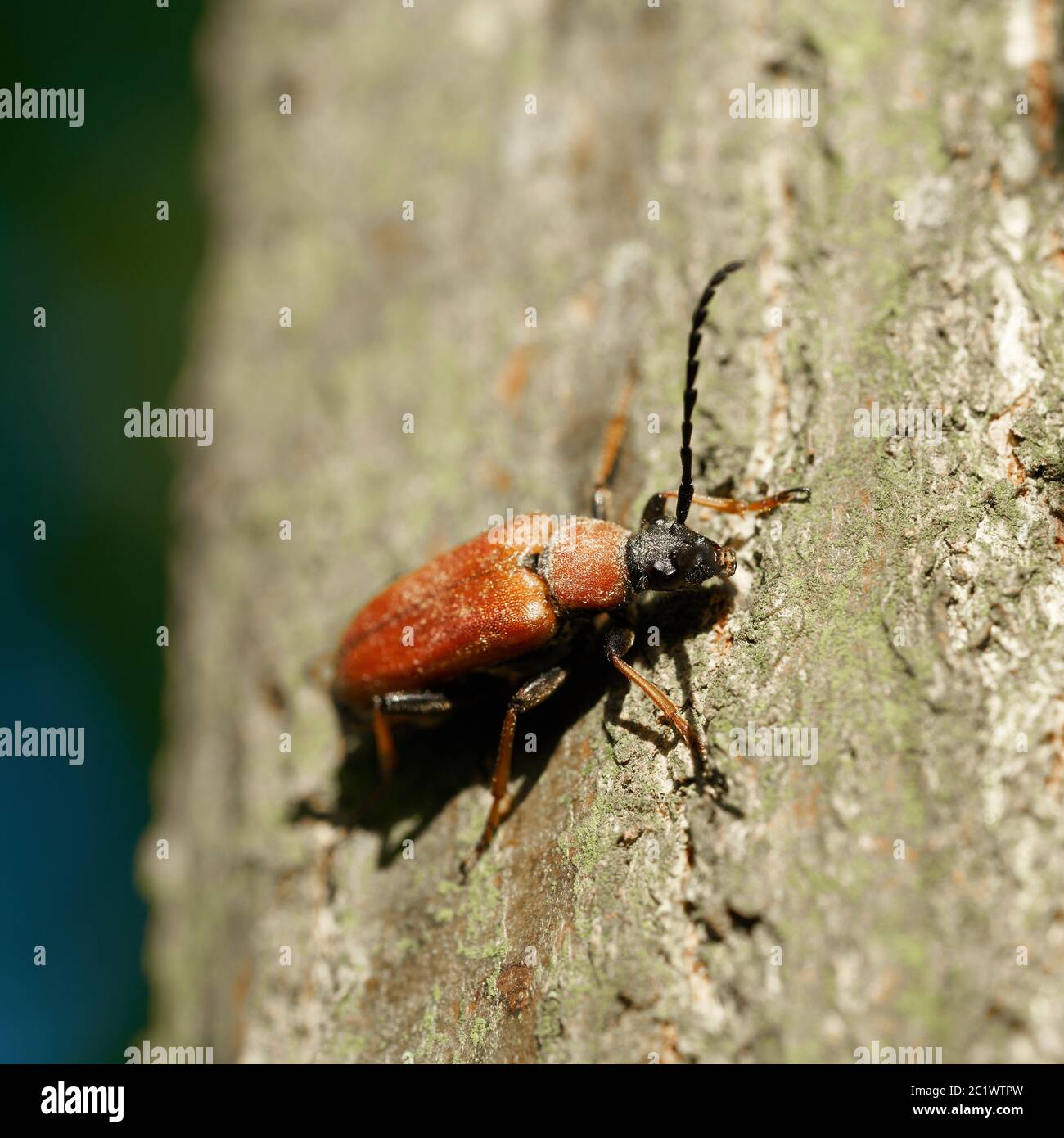 Red-brown Longhorn Beetle (Stictoleptura rubra) on a tree trunk in the forest in summer Stock Photo