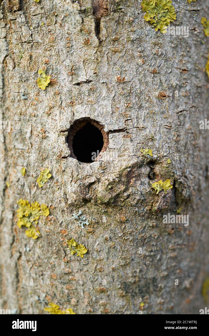 Trunk of the first ash tree damaged by the Asian longhorned beetle Stock Photo