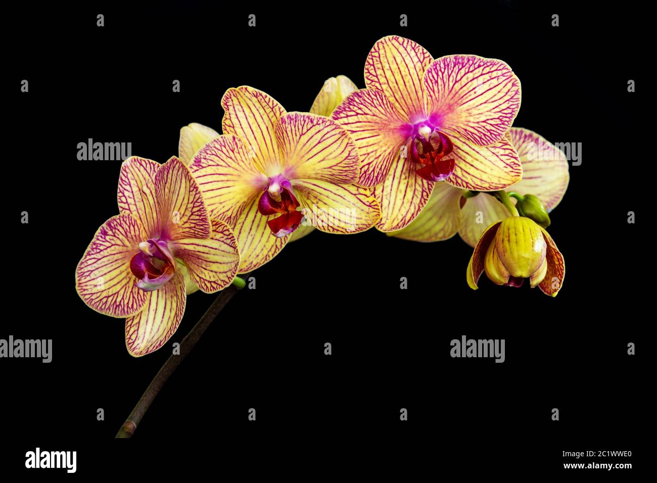 Yellow and pink moth orchid (phalaenopsis) stem on black background Stock Photo