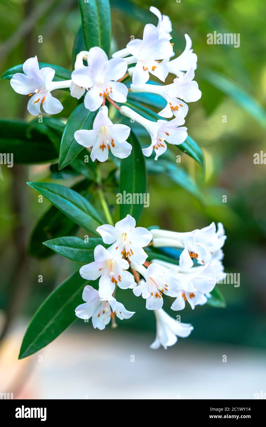 National Flower Of Nepal High Resolution Stock Photography And Images Alamy National Flower Of Nepal High Resolution Stock Photography And Images Alamy