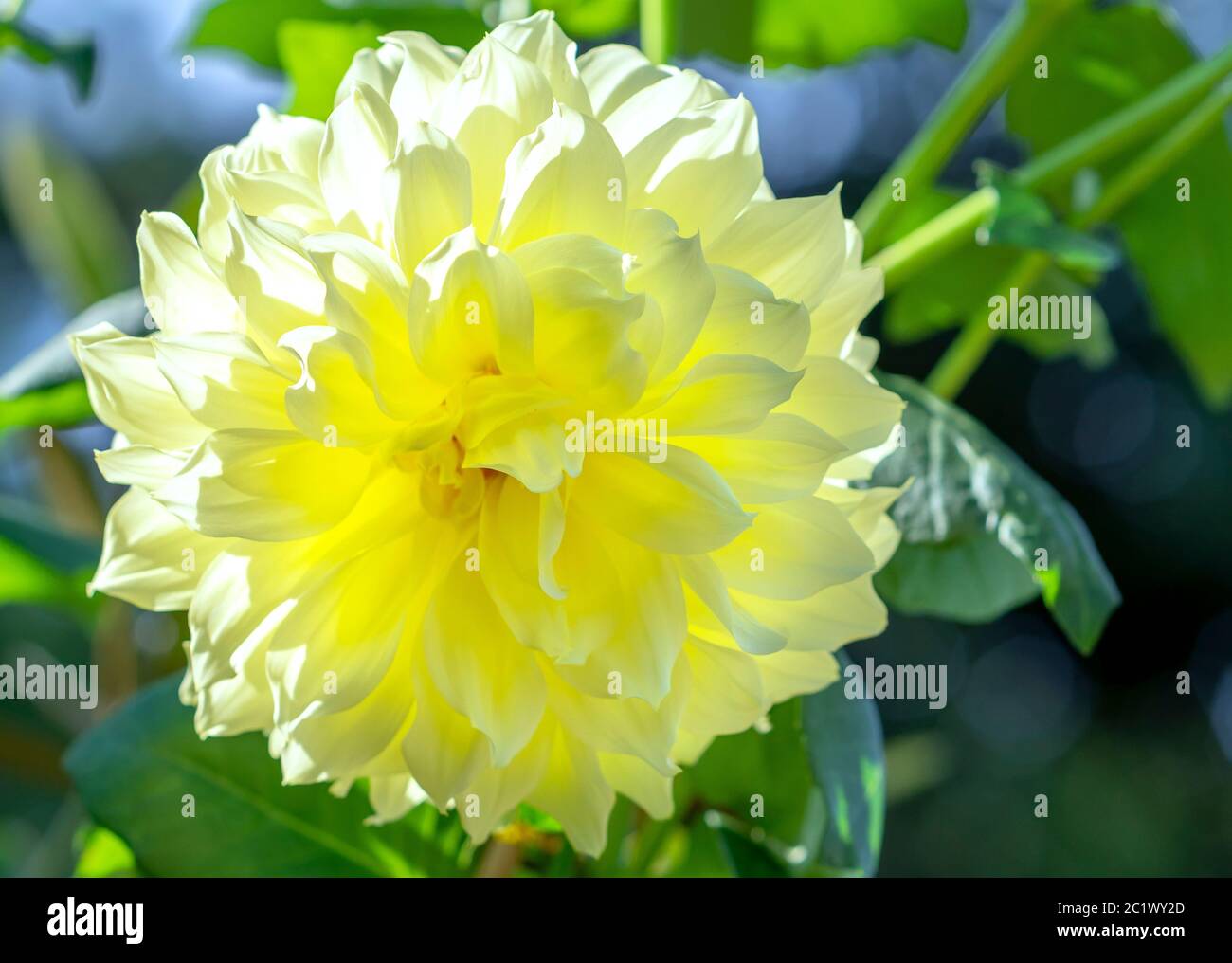 Dahlia blooms in a small garden, a perennial tuber plant that usually