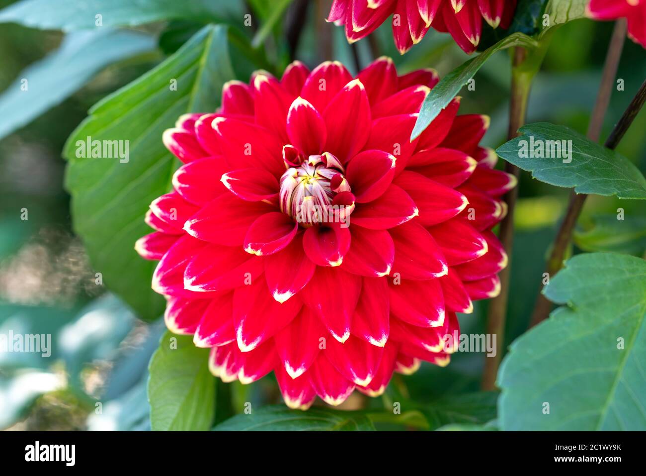 Dahlia blooms in a small garden, a perennial tuber plant that usually