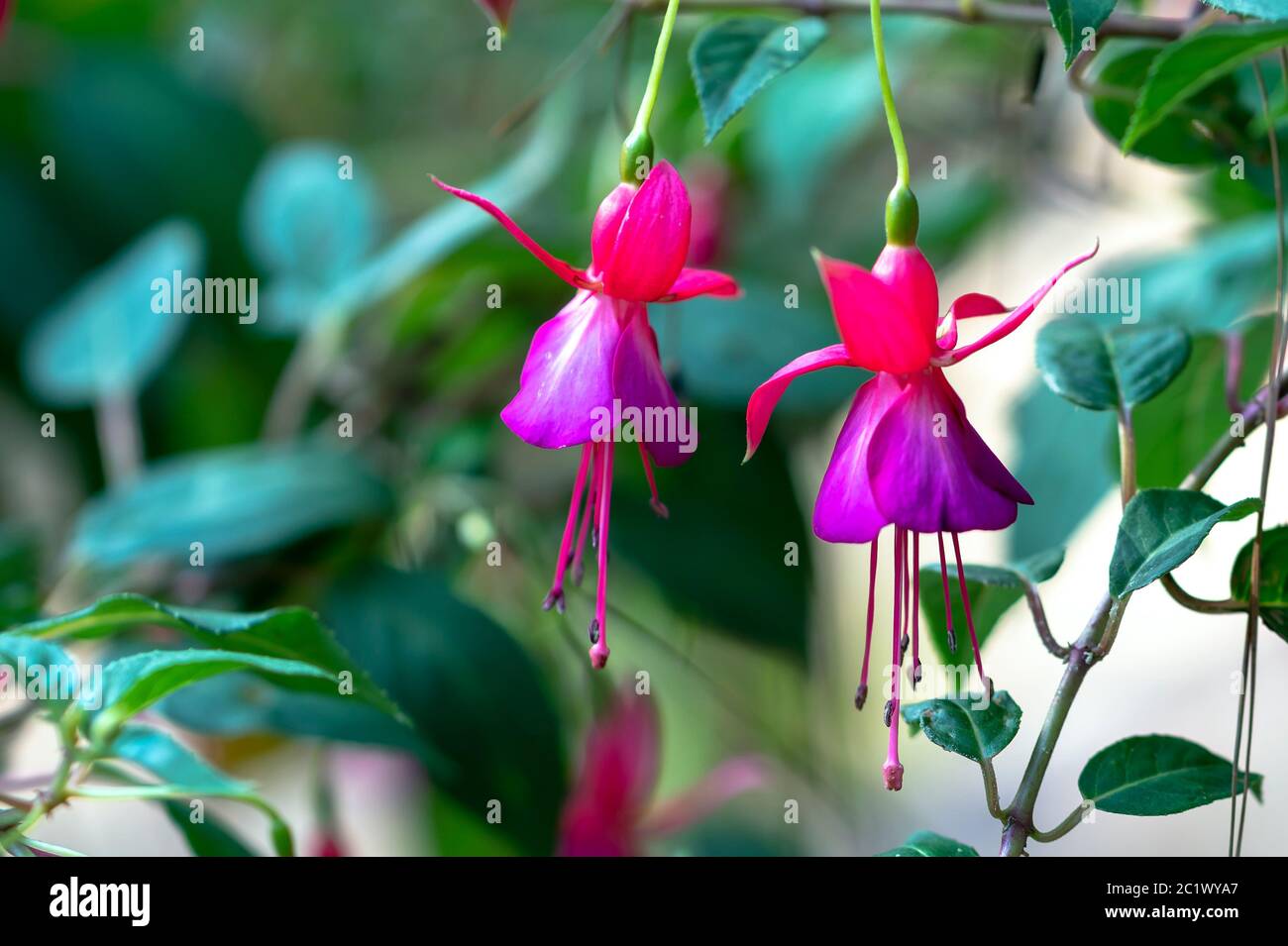 Fuchsia flowers bloom in the sunshine like beautiful little lanterns lighting the garden. Flower originating from South America and New Zealand Stock Photo