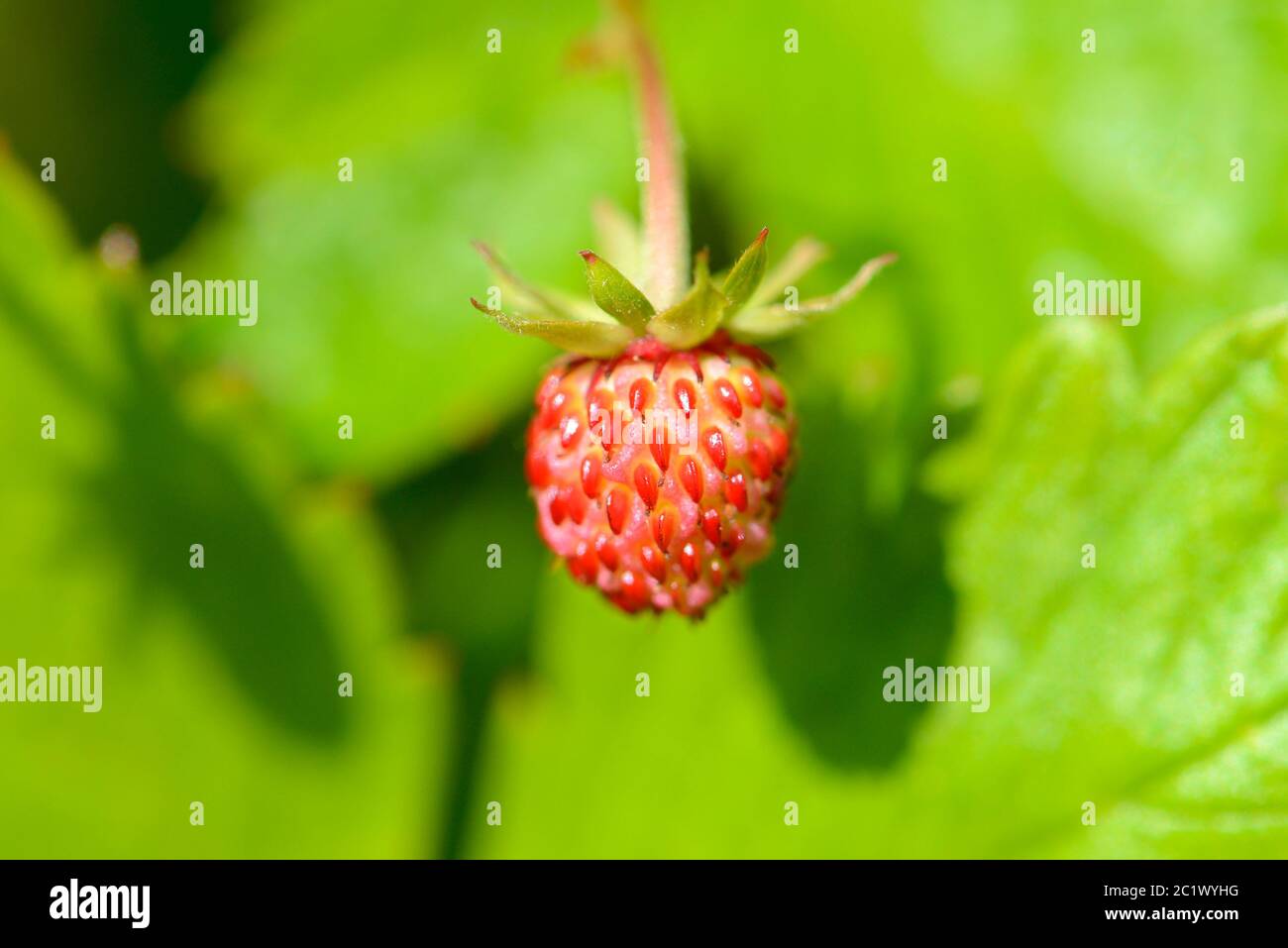 Wild Strawberry (Fragaria vesca) growing in a garden in Kent, UK - June. Also known as woodland strawberry, Alpine strawberry, Carpathian strawberry, Stock Photo