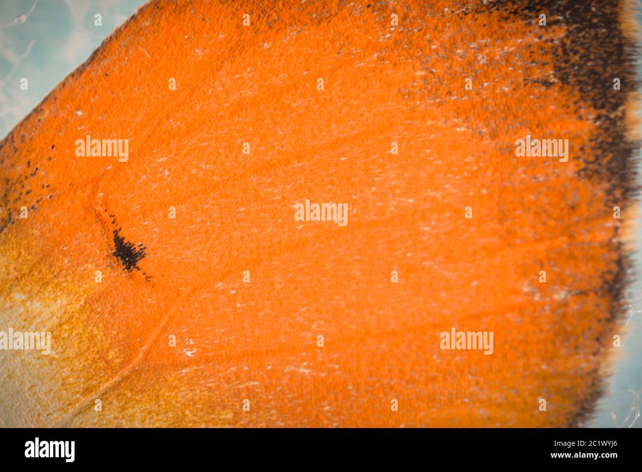 Orange-tip (Anthocharis cardamines), marking on the tip of a forewing of a male, Germany, Bavaria, Niederbayern, Lower Bavaria Stock Photo