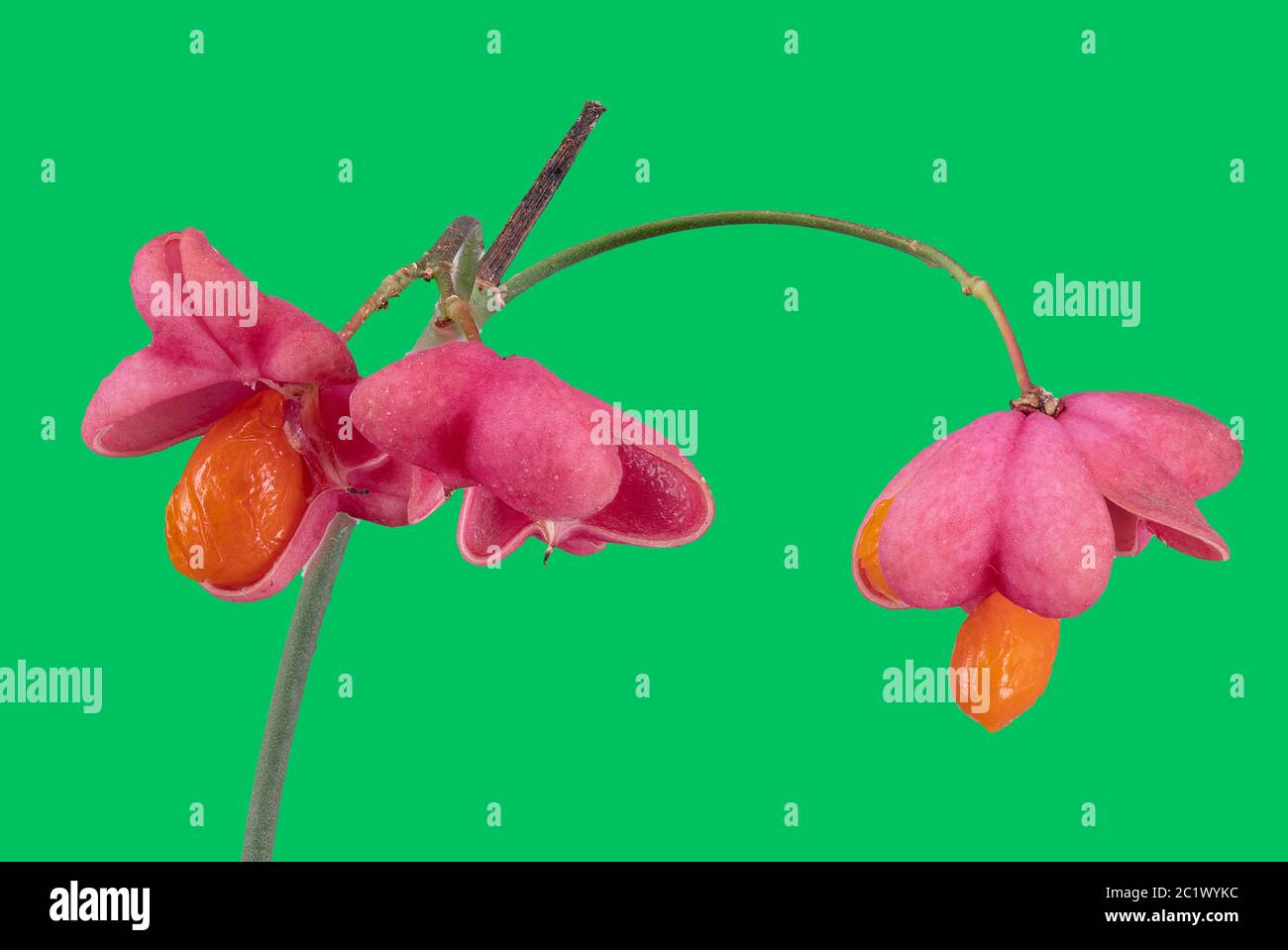 European spindle-tree (Euonymus europaea, Euonymus europaeus), fruits and seeds against green background, Germany, Oberbayern Alpenvorland Stock Photo