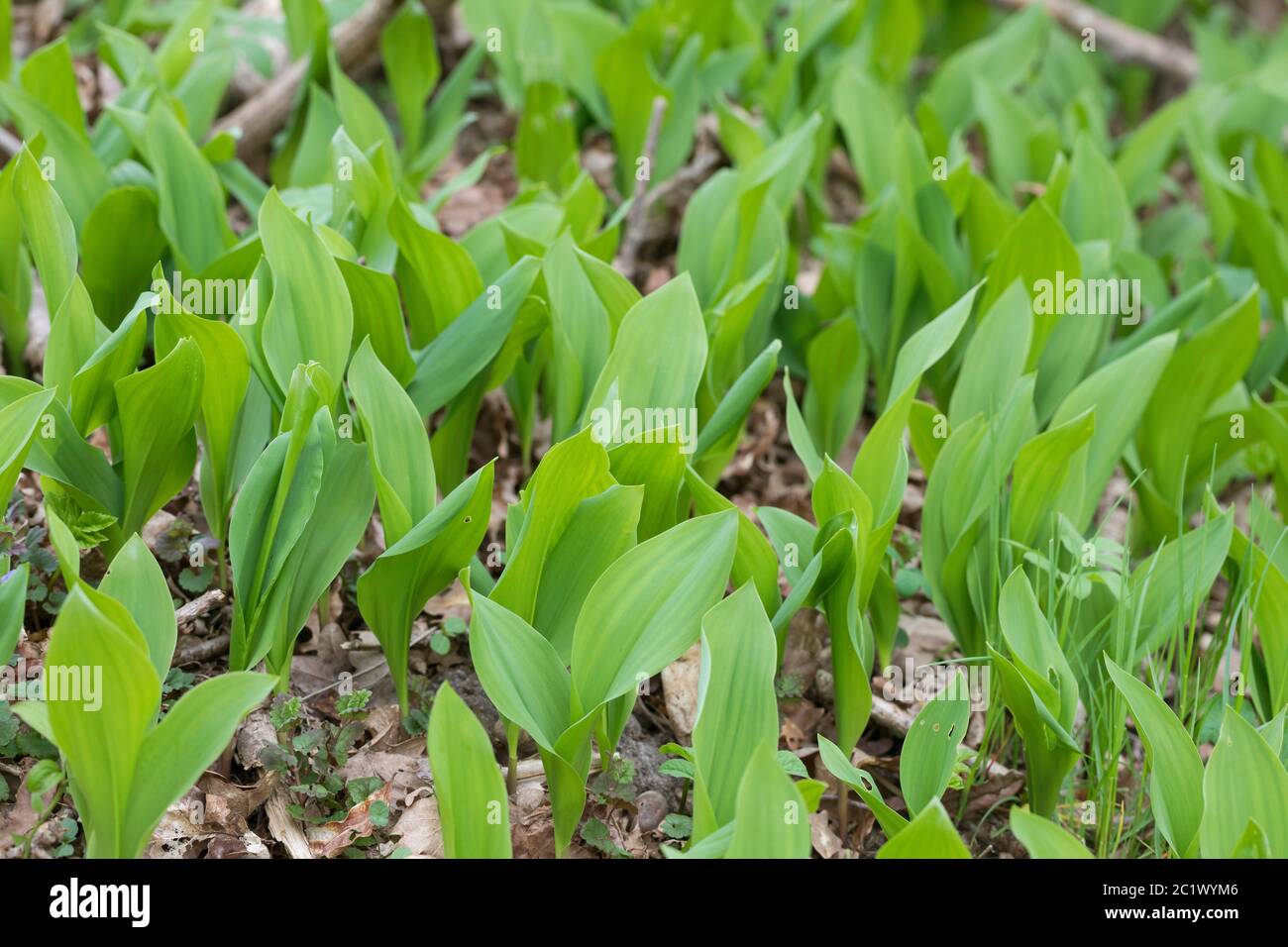 European lily-of-the-valley (Convallaria majalis), young leaves before flowering, Germany Stock Photo