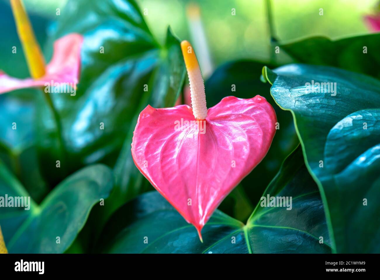 Anthuriums bloom in a small garden. The perennial tree, with short stems, often grows in bushes