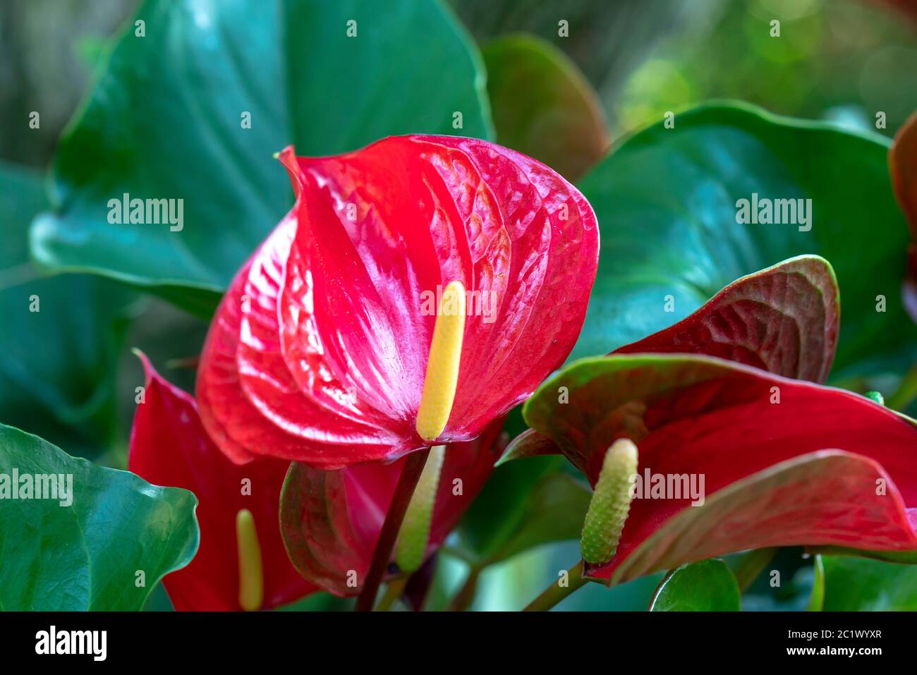 Anthuriums bloom in a small garden. The perennial tree, with short stems, often grows in bushes