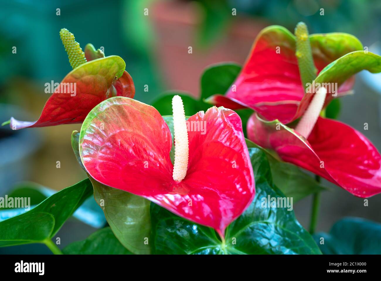Anthuriums bloom in a small garden. The perennial tree, with short stems, often grows in bushes