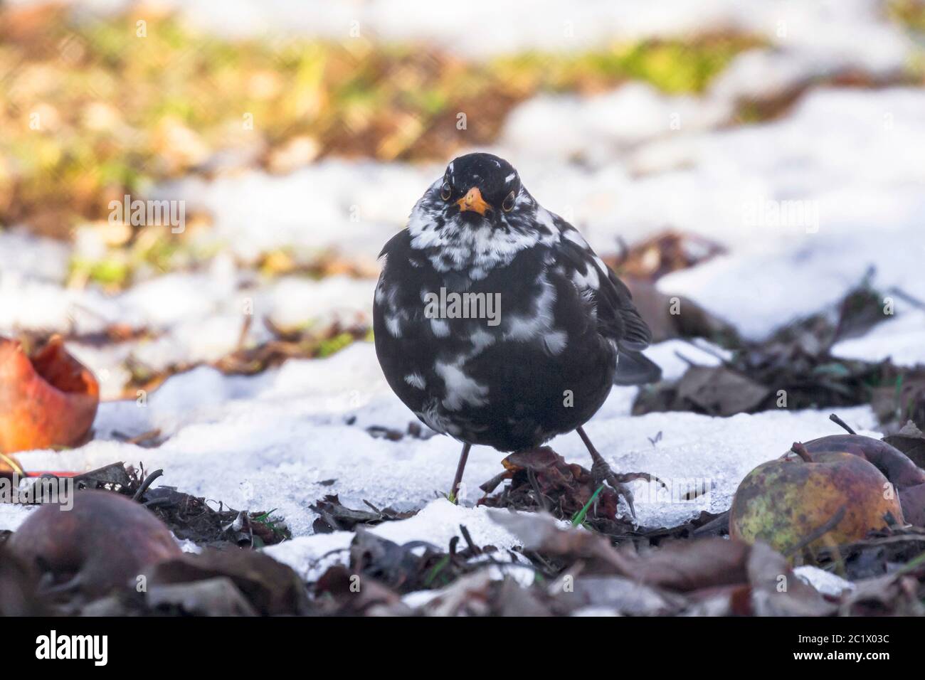blackbird (Turdus merula), with white speckles, leucism, sits on the ground in winter, Germany, Bavaria, Niederbayern, Lower Bavaria Stock Photo