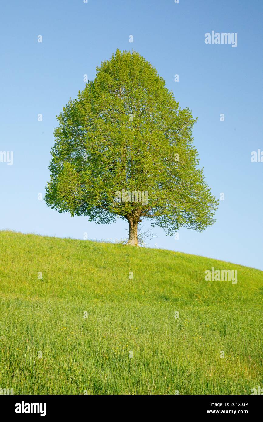 basswood, linden, lime tree (Tilia spec.), lime tree of Ebmatingen, Switzerland, Zuercher Oberland Stock Photo