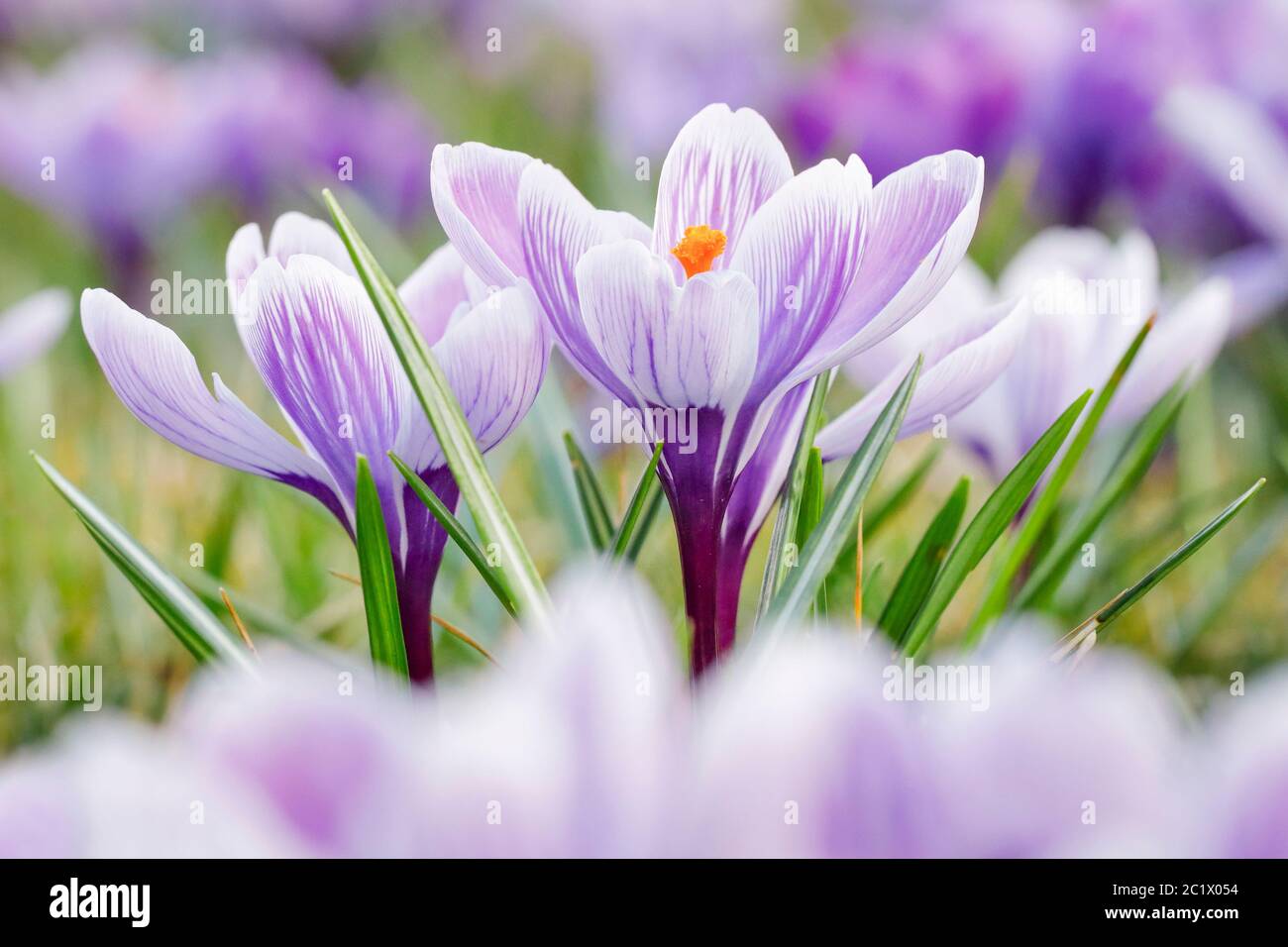 Dutch crocus, spring crocus (Crocus vernus, Crocus neapolitanus), flowers in spring, Switzerland Stock Photo