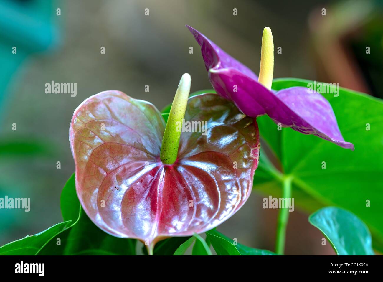 Anthuriums bloom in a small garden. The perennial tree, with short stems, often grows in bushes