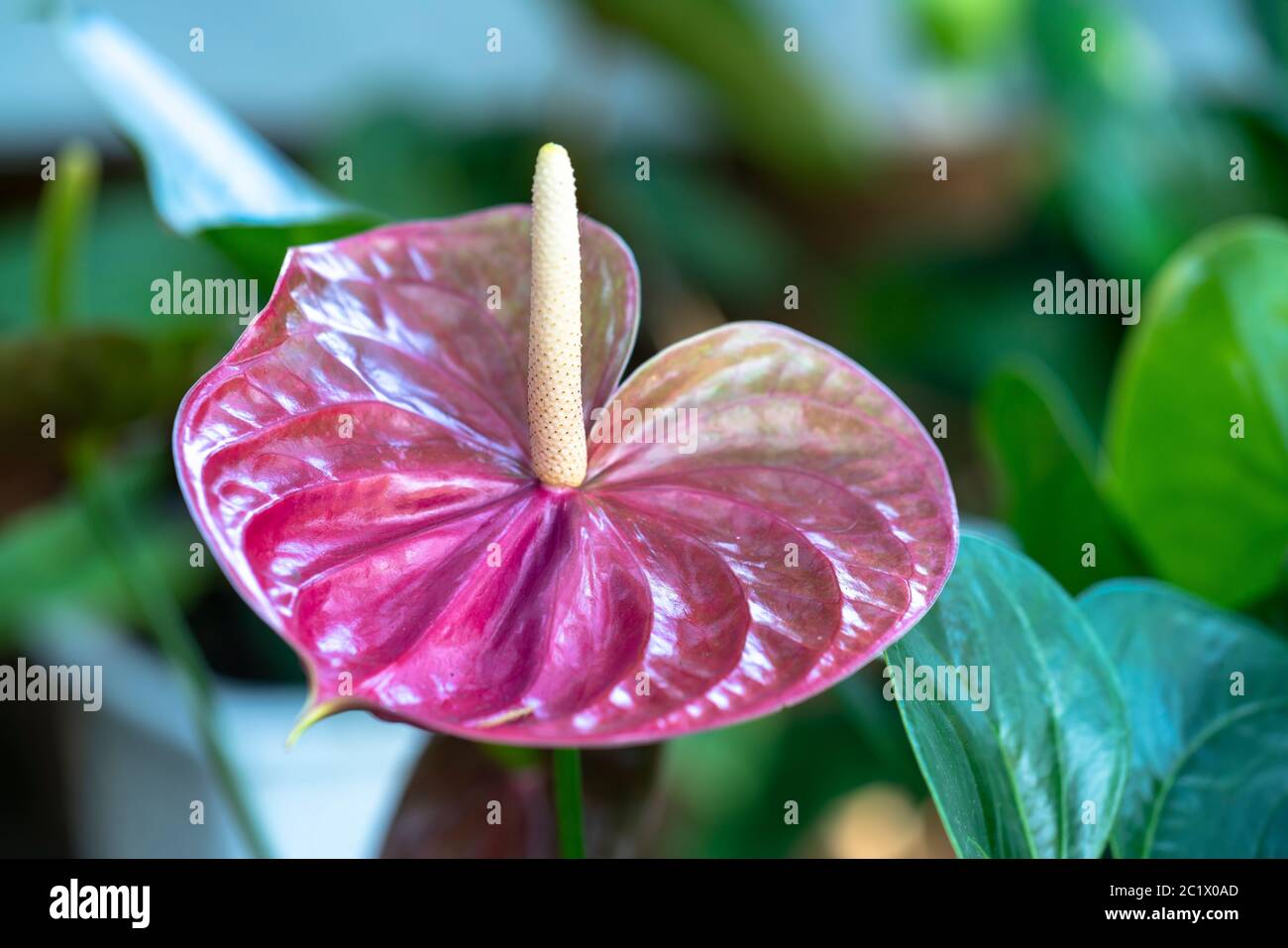 Anthuriums bloom in a small garden. The perennial tree, with short stems, often grows in bushes