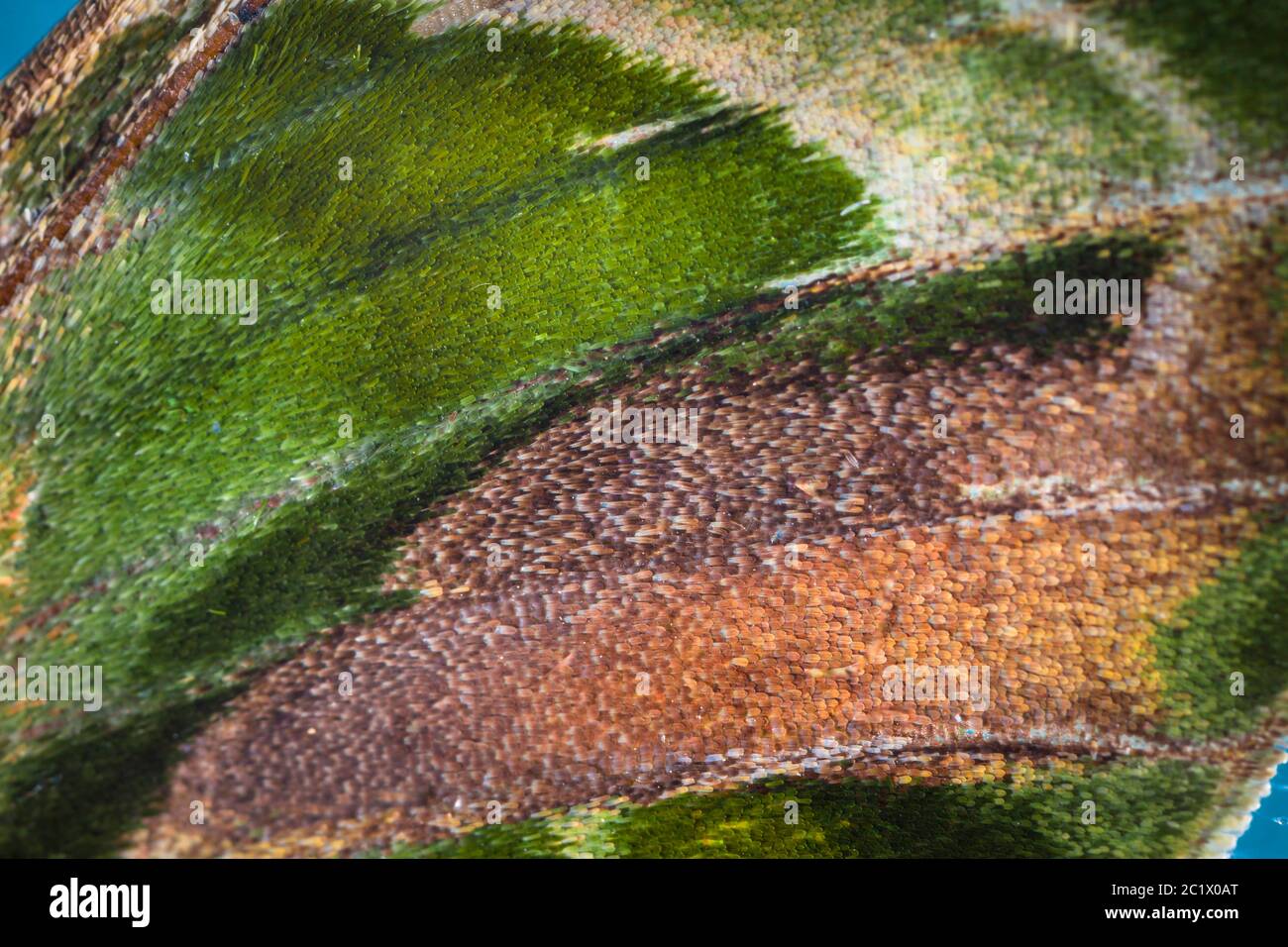 oleander hawk-moth, oleander hawkmoth, army green moth (Daphnis nerii, Deilephila nerii), detail of wing patterns, camouflage Stock Photo