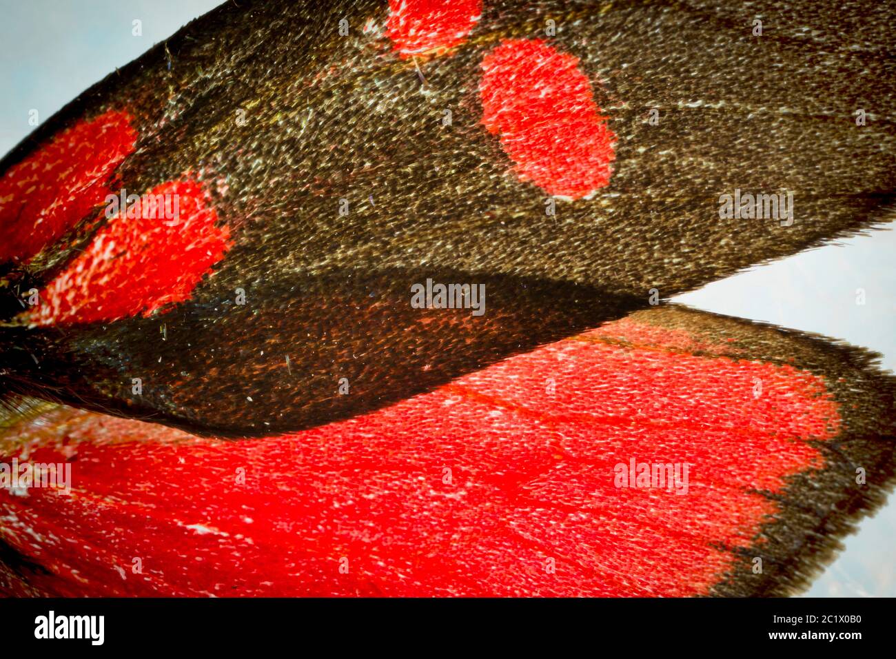 Six-spot burnet (Zygaena filipendulae, Anthrocera filipendulae), detail of the markings on the wings, warning colouration, Germany, Bavaria, Niederbayern, Lower Bavaria Stock Photo