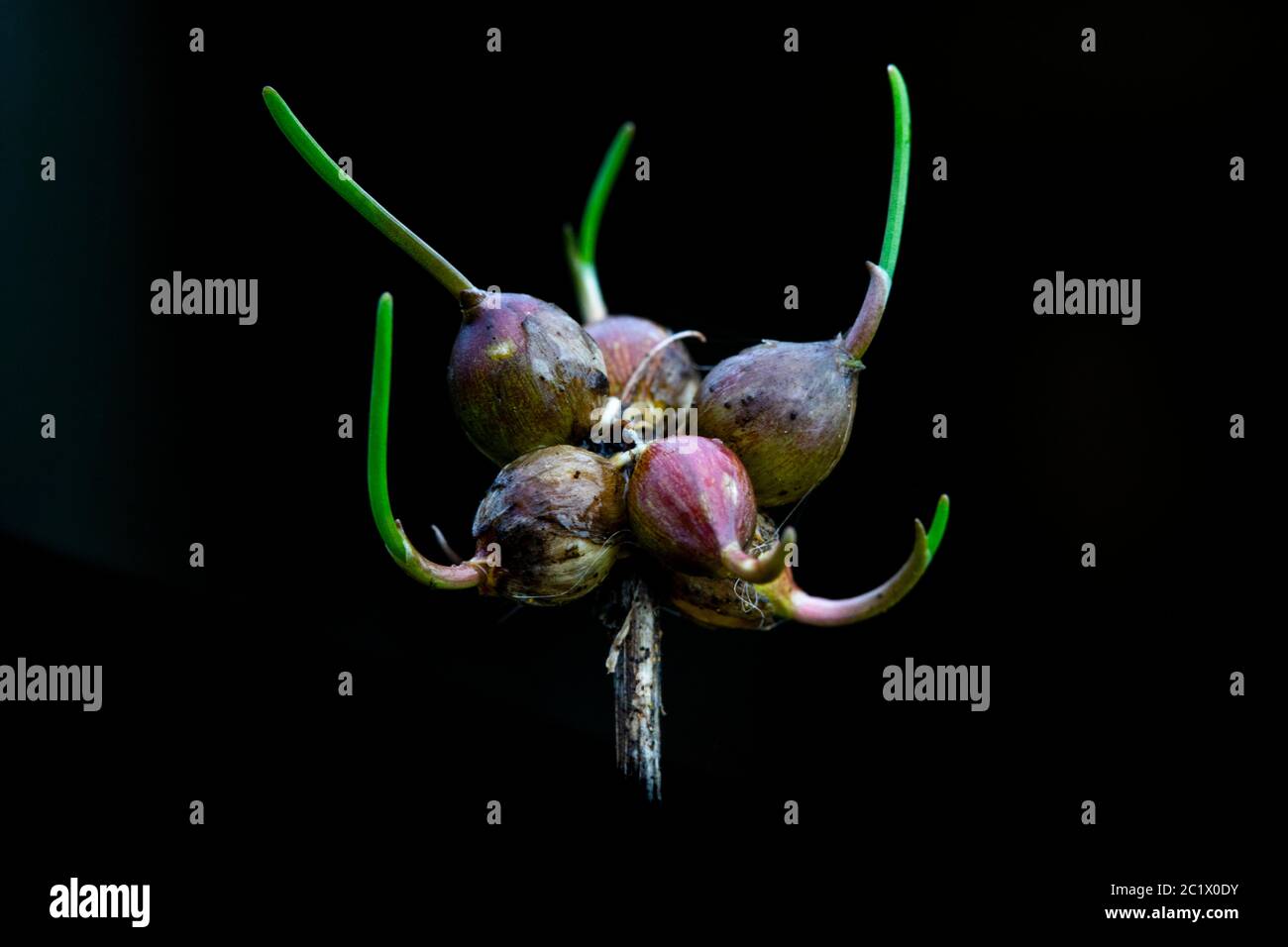 Keeled Garlic (Allium carinatum), shooting bulbils against black background, Netherlands, Frisia Stock Photo