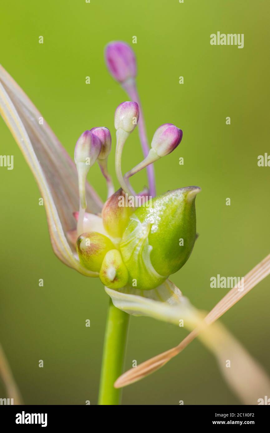 Keeled Garlic (Allium carinatum), inflorescence with bulbils and flower, Netherlands, Frisia Stock Photo