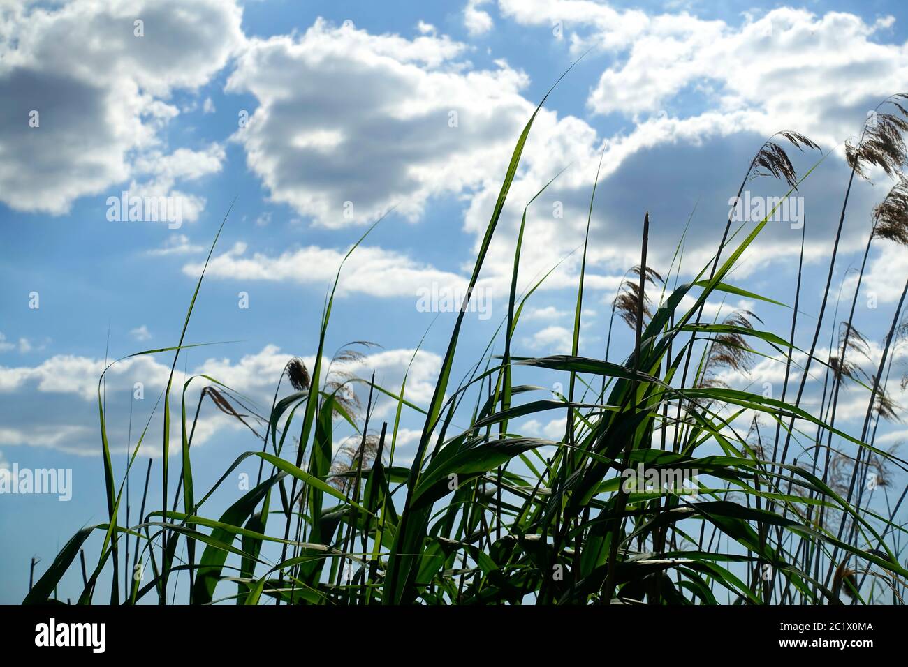 European Reed Beds Reed bed in Berlin Stock Photo - Alamy