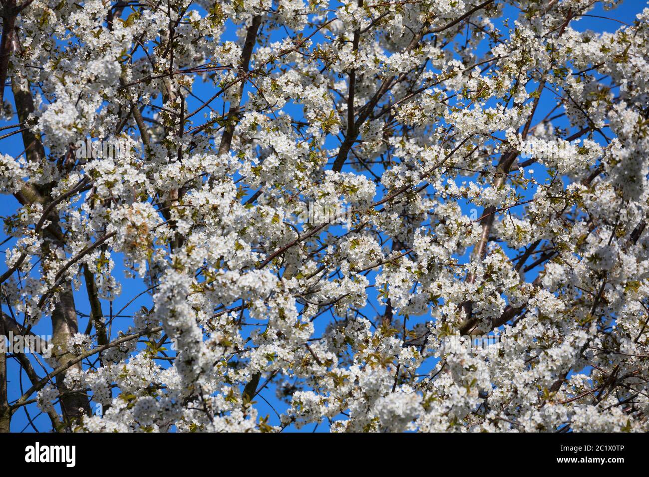 Wild cherry, Sweet cherry, gean, mazzard (Prunus avium), blooming, Germany Stock Photo