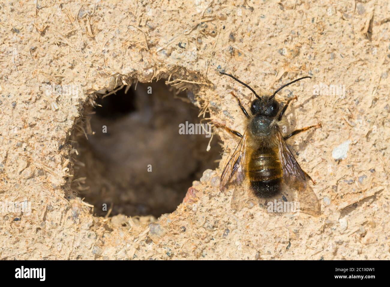 red mason bee (Osmia rufa, Osmia bicornis), older male at the breeding tube, Germany Stock Photo