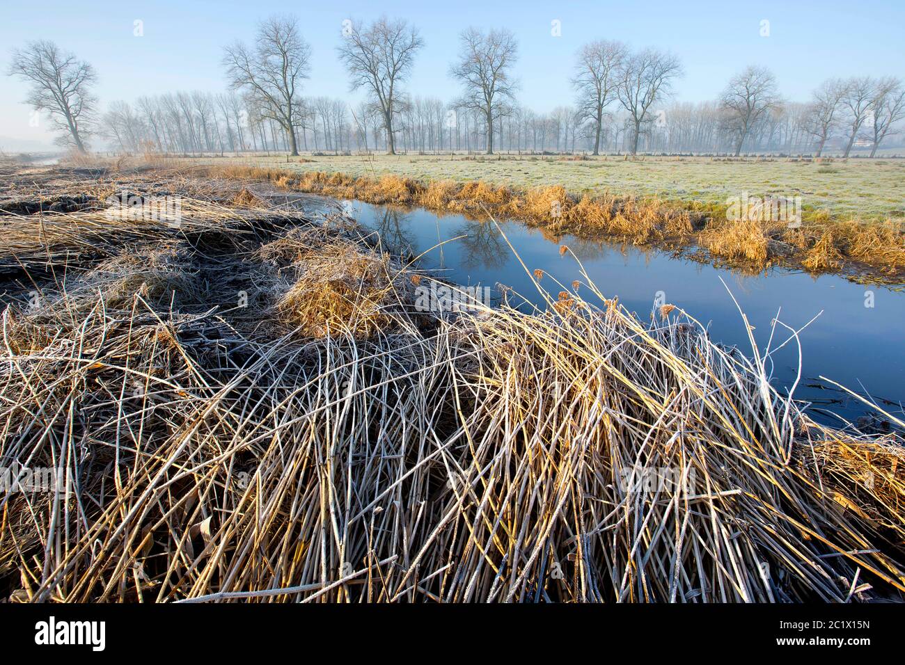 reed grass, common reed (Phragmites communis, Phragmites australis), Langemeersen nature reserve in winter in the morning, row of trees in the background, Belgium, East Flanders, Langemeersen, Oudenaarde Stock Photo