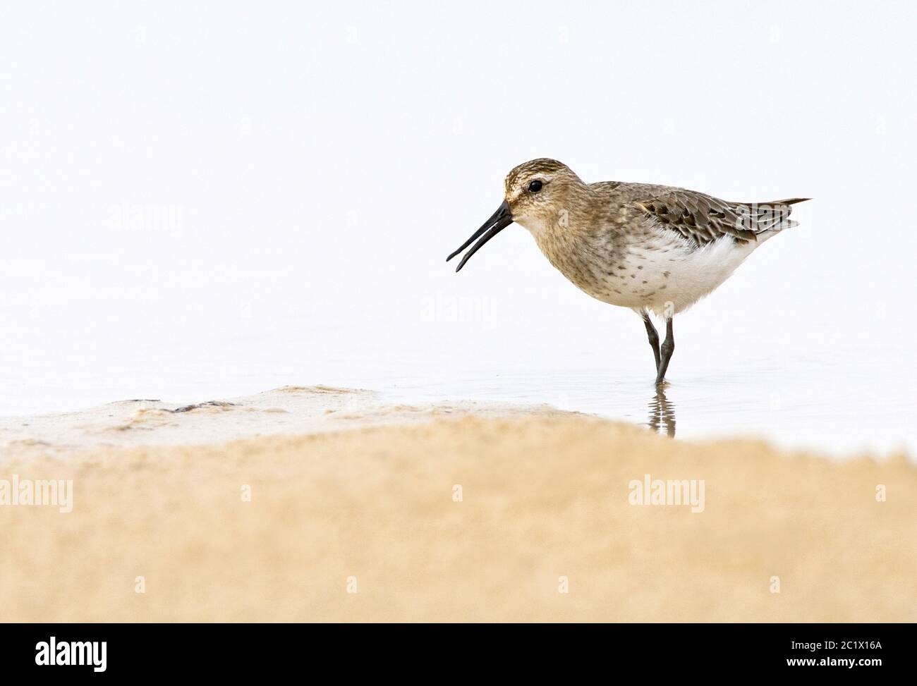 dunlin (Calidris alpina), calling loud near the coast of the sea, Spain Stock Photo