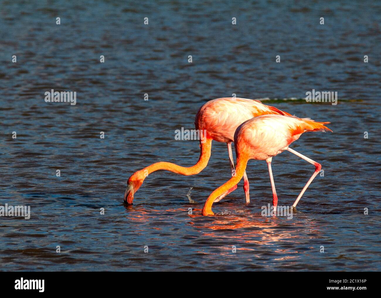 Galapagos flamingo (Phoenicopterus ruber glyphorhynchus), foraging in lagoon, Ecuador, Galapagos Islands Stock Photo