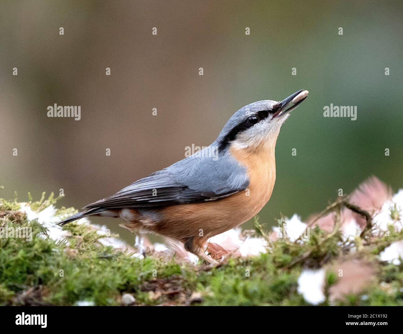 Eurasian nuthatch (Sitta europaea), perched with a nut, Netherlands Stock Photo